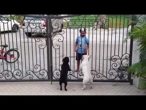 Quity boy panjabi dans with angry dogs