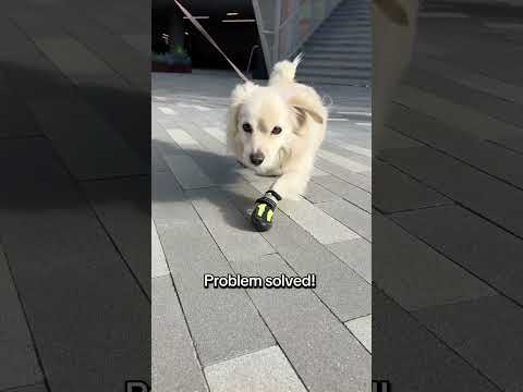 Protect your dogs paws with these booties! #Dogs #DogShoes #Shop