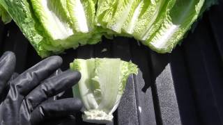 preview picture of video 'Live from the Fields: Romaine. Huron, California'