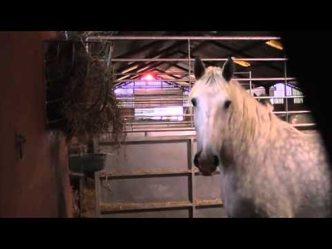 Wedding Carriages | Cinderella Carriage | Horse Drawn Carriagess in Essex