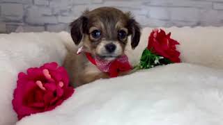 ハーフ犬の動画01