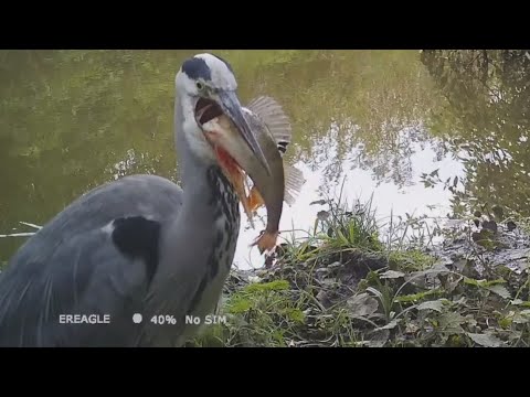 Czapla siwa. Zobacz co potrafi upolować i połknąć. Dzika Gostomia cz. 232