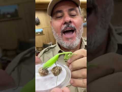 Just got bit by a praying mantis 😳