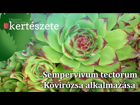 Sempervivum tectorum - Kövirózsa alkalmazása