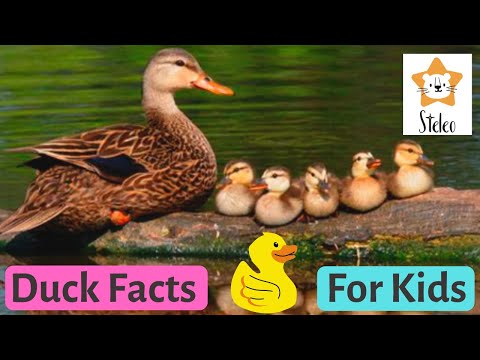 DUCKS for Kids | 15 duck facts for kids and toddlers YOU DIDN'T KNOW!