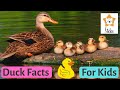 DUCKS For Kids 15 Duck Facts For Kids And Toddlers YOU DIDN T KNOW