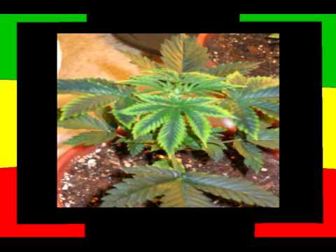 piojos y liendres crew... desde el cielo