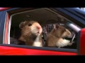 New 2010 Kia Soul Hamster Commercial - Music Fort Knox by GoldFish