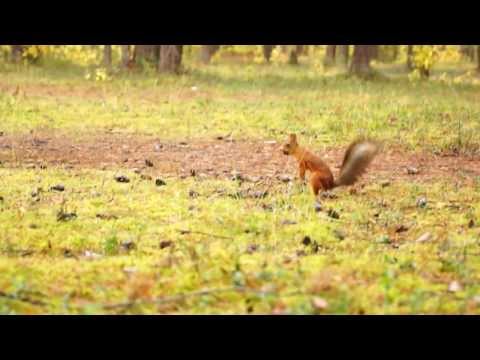 Part2 - Белка / Sony Alpha A65+Sigma AF 50-200mm f/4-5.6 DC OS HSM