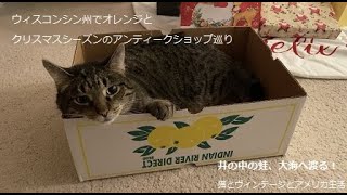 ウィスコンシン州でオレンジとクリスマスシーズンのアンティークショップ巡り/猫とヴィンテージとアメリカ生活/海外生活Vlog
