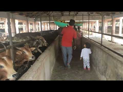 Kanav with his dada at gaushala