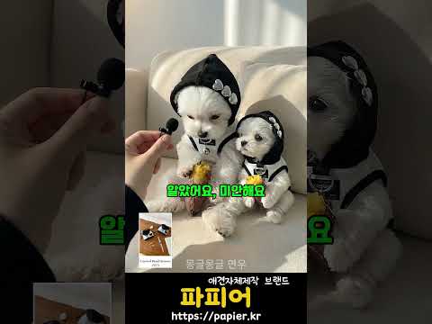 집에 놀러온 아기강아지