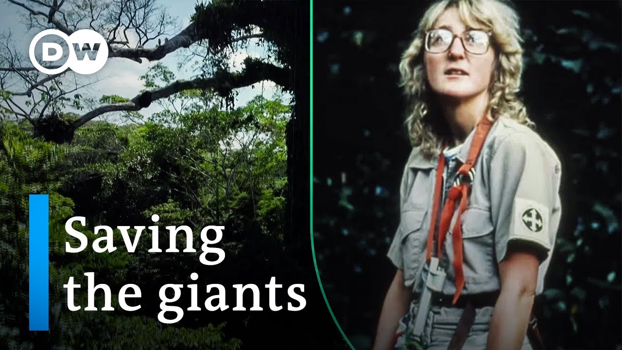 How Old-Growth Forests Protect Our Climate