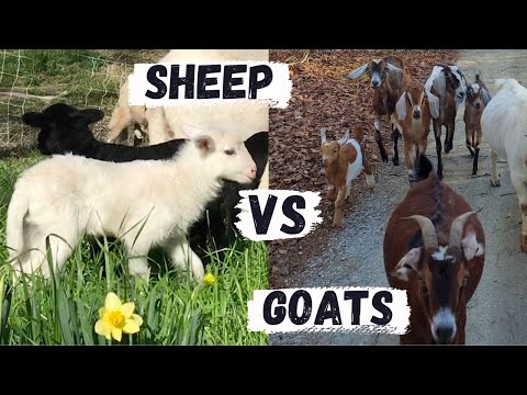 Goats Or Sheep | Which Animal Is Better For Your Farm Or Homestead?