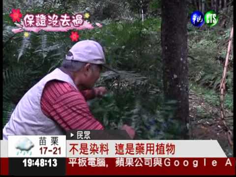 "侏儸紀"在南投? 深入叢林探險