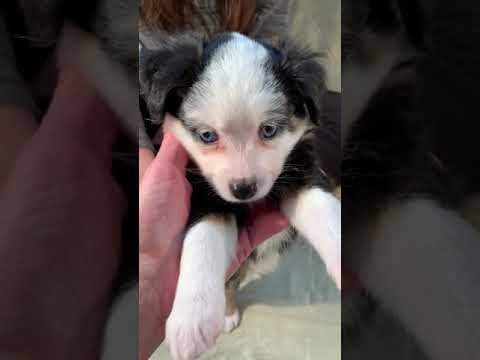 Introducing sweet Crystal