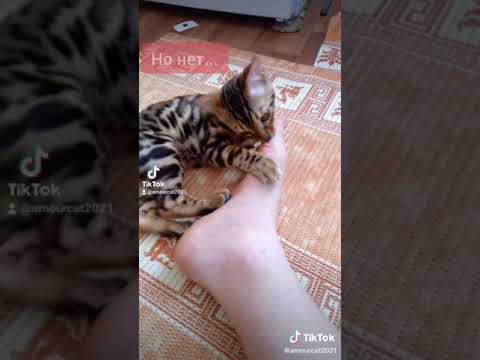 Bengal Cat Eating Human #Shorts Бенгальский кот есть ногу