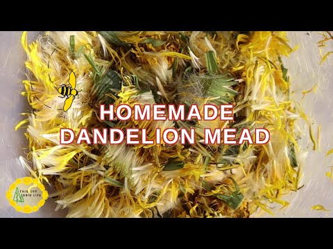 Making Dandelion Mead and Foraging in an Avalanche Path