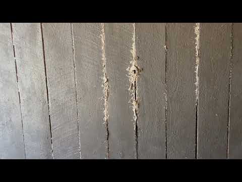 Horses Getting Stung by Yellow Jackets in Metuchen, NJ