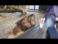 Monkey Sees A Magic Trick