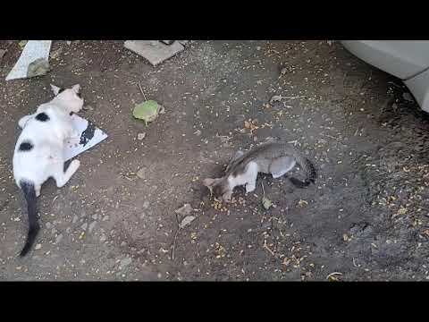 cats meal 😋 time ....🐈😻🐕♥️