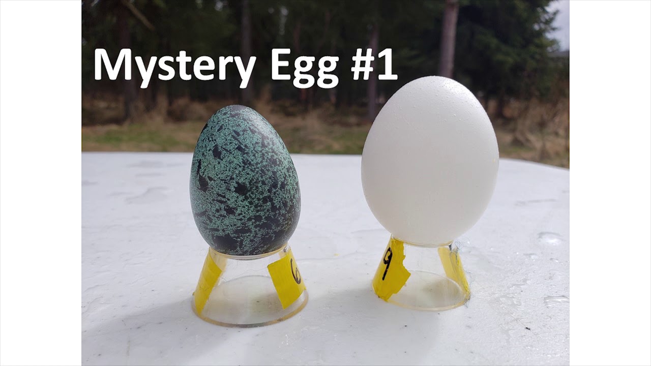 Birds and Their  Unique Eggs