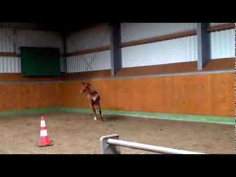 "Frische Briese" - "Verbandsprämiert" (For Romance x Royal Dance) geb. 2013