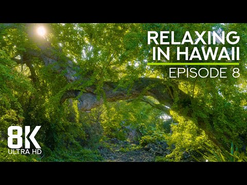 Calming Sounds of a Tropical Forest - Birds Chirping & Crickets Buzzing - 8K Relaxing in Hawaii - #8