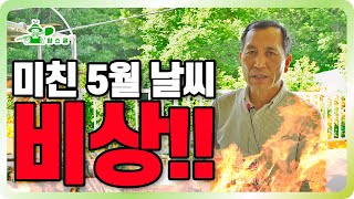 ⚠️비상!! 5월 날씨가 미쳤어요 ㅣ서둘러 방제 하세요 ㅣ둥근무늬낙엽병, 탄저병 방제