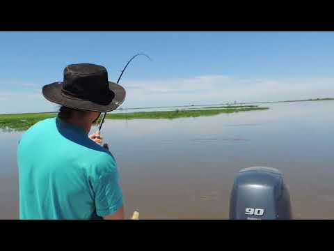 Giant Stingray Extreme Fishing - Argentina - Paraná River - Pesca de Raya Gigante - Excursiones