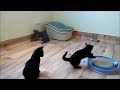 Negro Ruso - Brightlite Cats UK; Russian Blue & Russian Black kittens @10weeks old