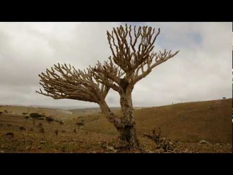 Unknown Land - Manuel de Coco | Teaser Trailer HD |