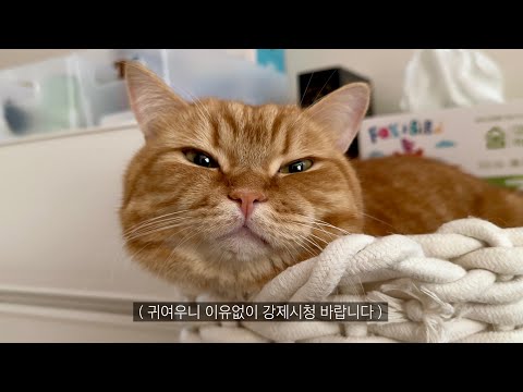 애교둥이 덕배 일상