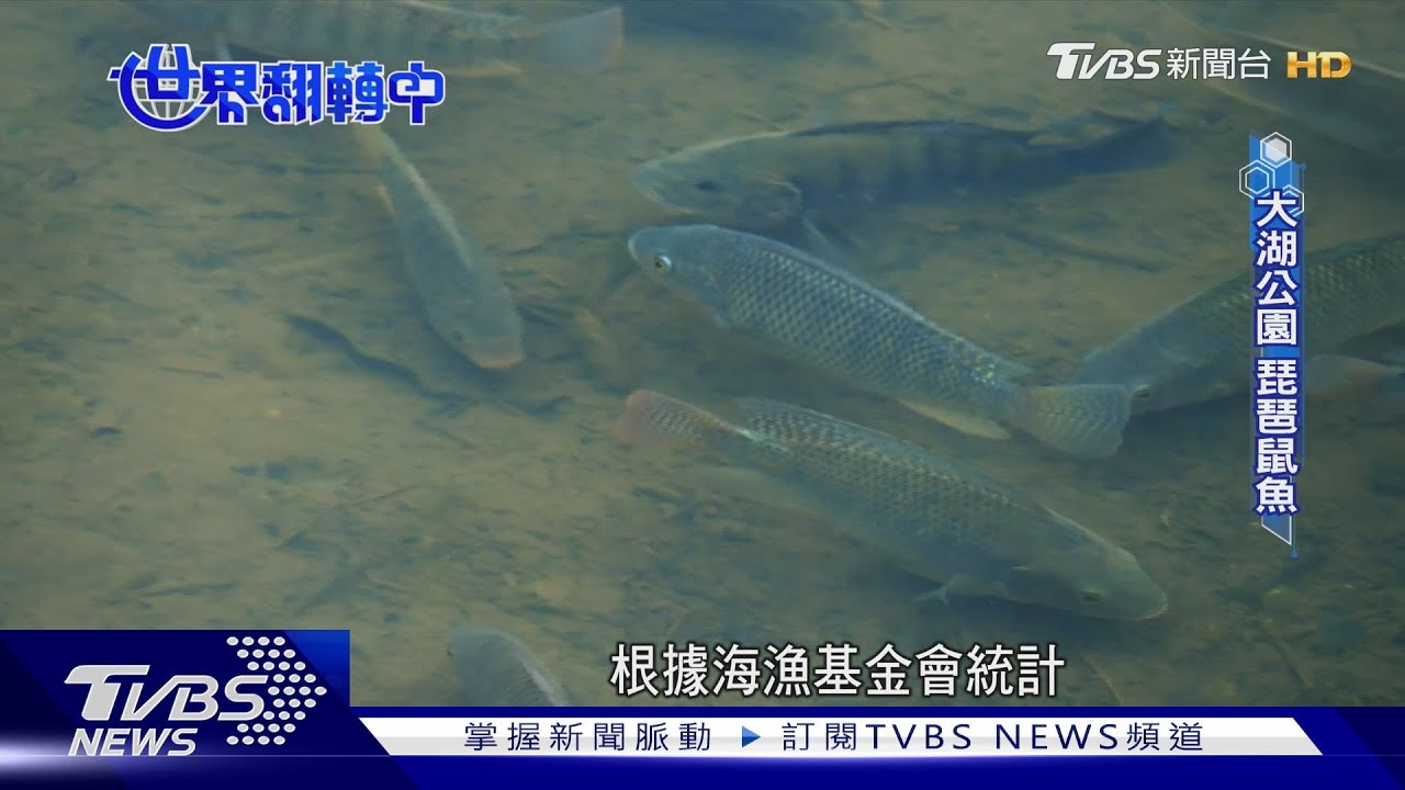 不要亂放生!外來魚種強勢入侵 「原生魚類」生存拉警報