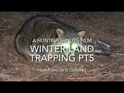 Winter land trapping pt 5