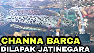 Download lagu WOW, THERE'S CHANNA BARCA AT THE JATINEGARA ORNAMENTAL FISH MARKET | PRICE OF CHANNA FISH IN JATI... mp3