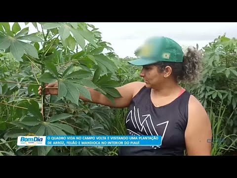Vida no Campo mostra plantação de arroz, feijão e mandioca no interior do Piauí 20 04 2023