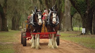 Thomasville: Part of a Story | Thomasville, GA Real Estate