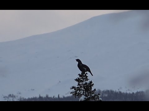 Toppjakt i Västerbotten och Norrbotten - 2023