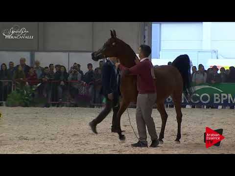 N.35 AV DOHASSAI - Gran Prix Fieracavalli 2017 - 4 Years Old and Older Mares (Class G)