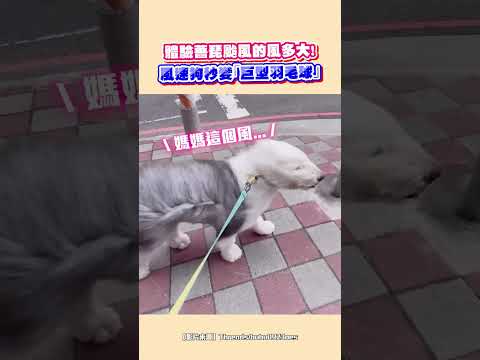 【好大的羽毛球】體驗薔琵颱風的風多大！風速狗秒變「巨型羽毛球」｜觸咪 #shorts @Truemii