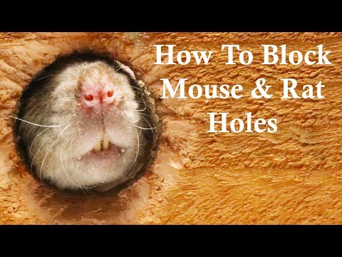 The Best Ways To Block Mouse/Rat Holes. Keep Rats Out of Your House. Mousetrap Monday
