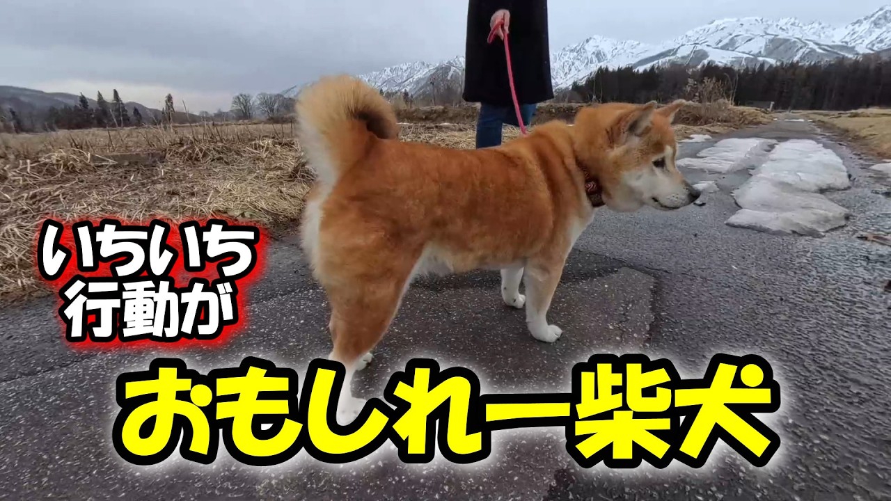 柴犬は飼うのが難しいだって？この子を見たらそうは思わないはずだよ