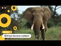 Slimme camera moet olifanten en mensen beschermen