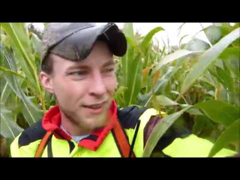 Maisjagd und Drückjagdvorbereitungen