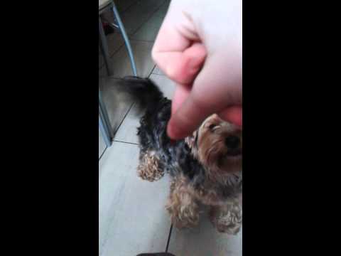 Jak nauczyć pieska komendy poproś