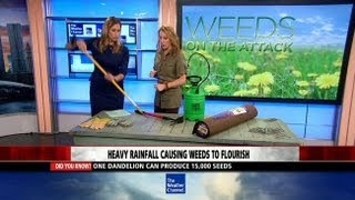How To Get Rid Of Weeds