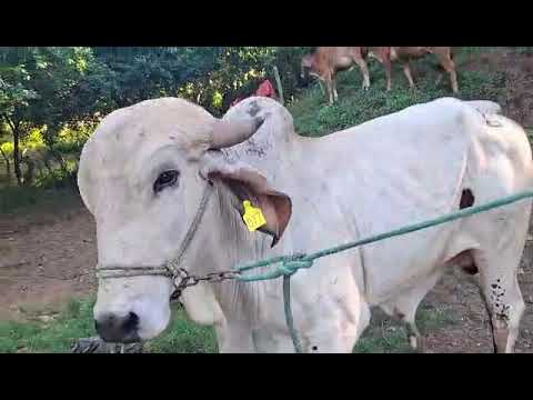 Bonito toro Gyr disponible en San Rafael Oriente, San Miguel