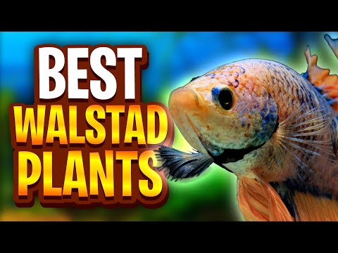 The Best Plants For Walstad Method Tanks! (Five Easy Plants For Planted Tanks)