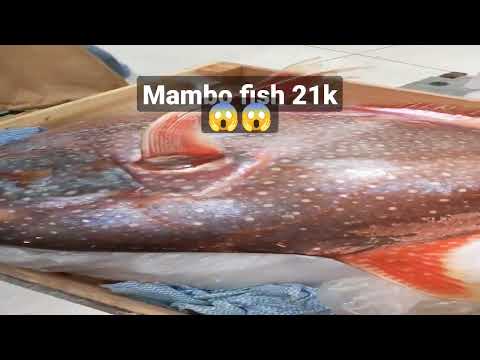44kl mambo fish 21k